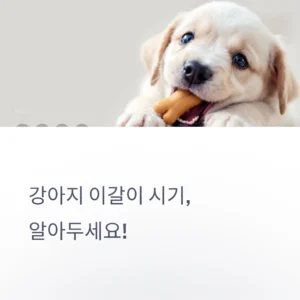 강아지-이갈이