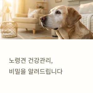 노령견-건강관리